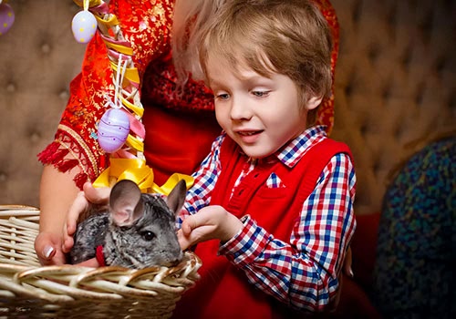 Выездной контактный зоопарк