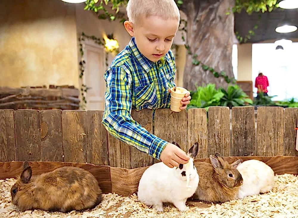 Контактный зоопарк для детей