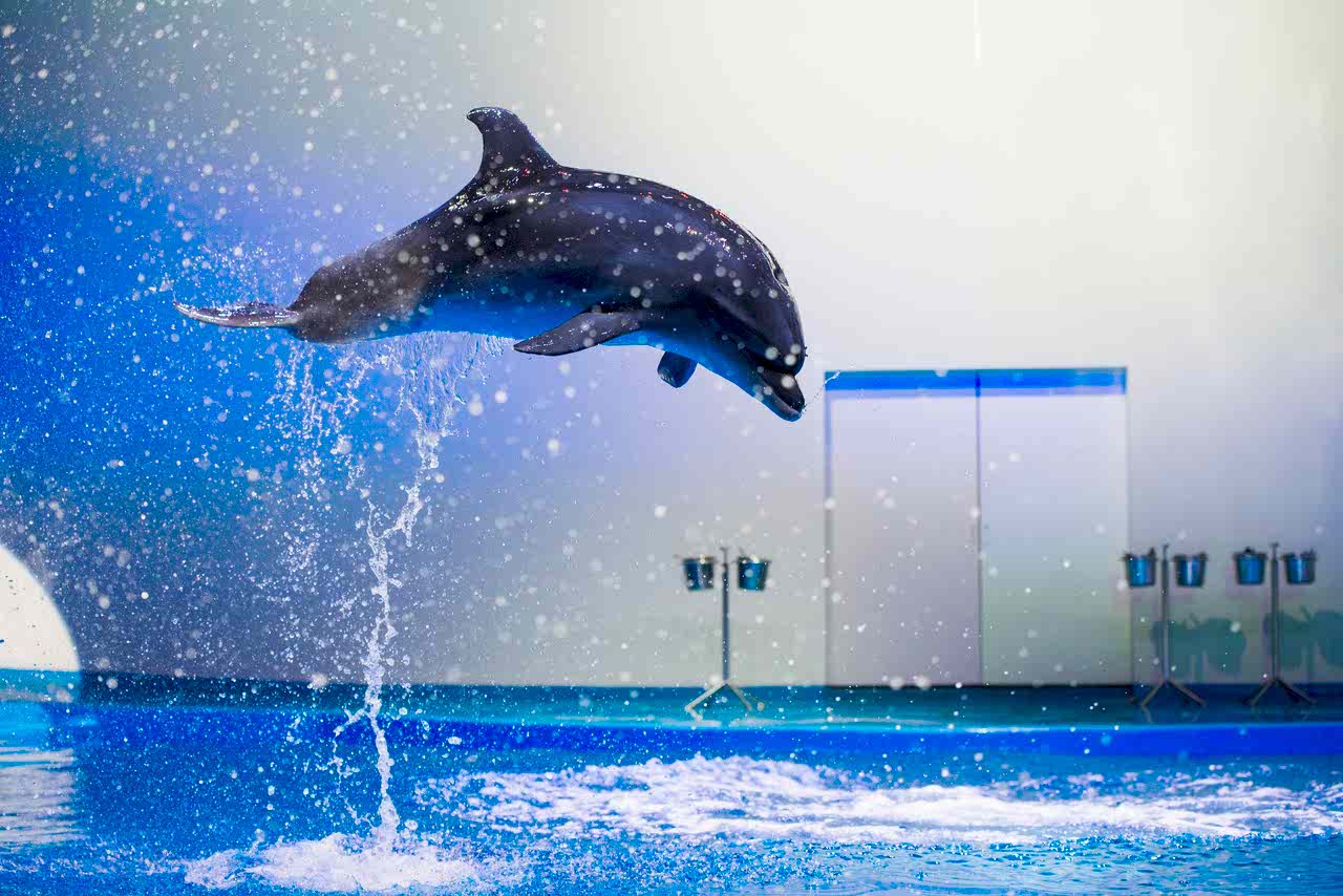 Дельфинарий