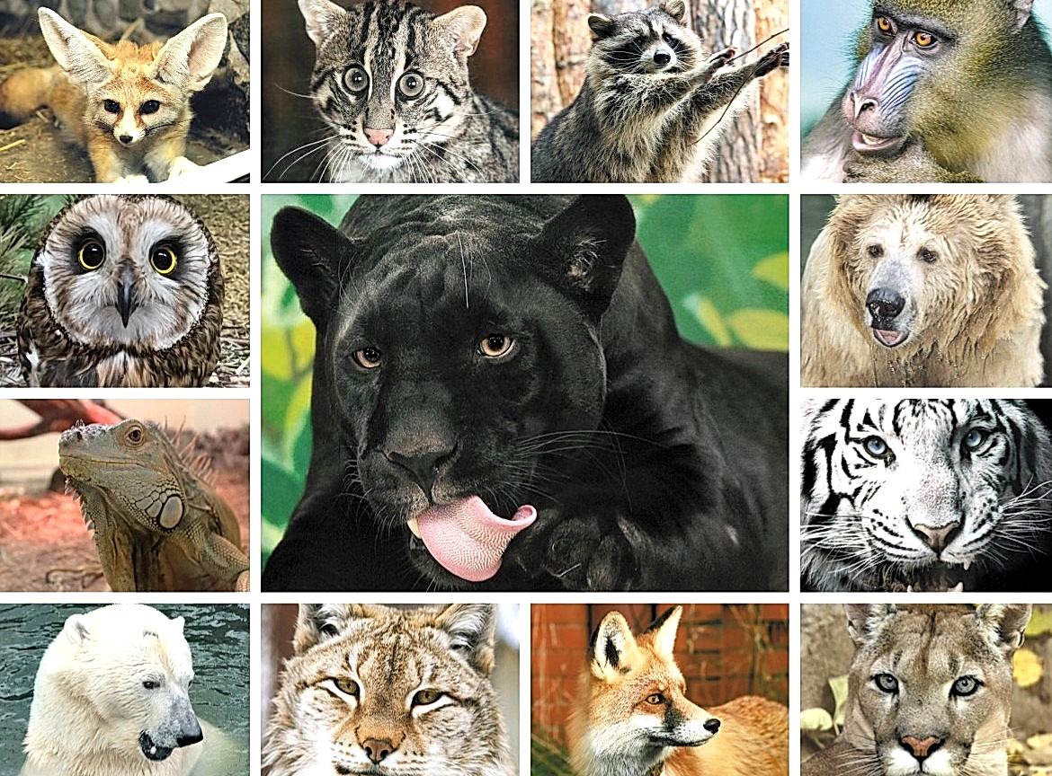 Алматинский зоопарк