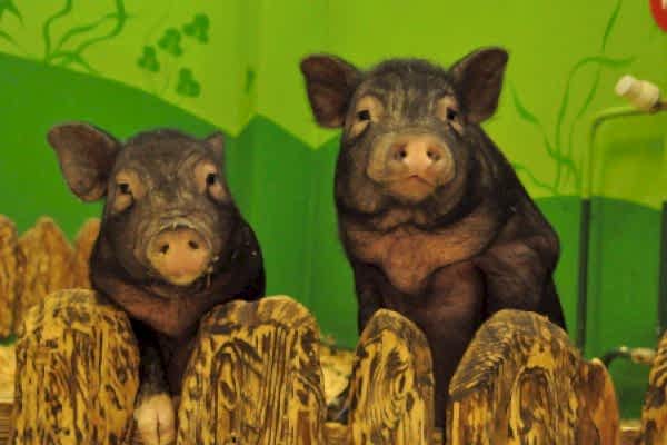 Лукоморье на Уралмаше