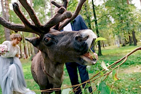 Северное сияние