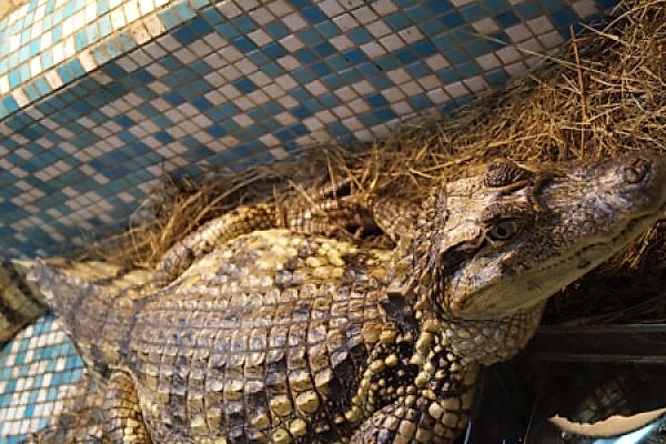 Крокодиловая ферма