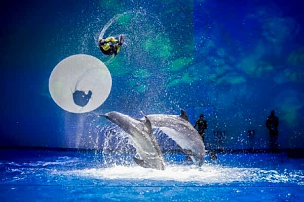 Дельфинарий