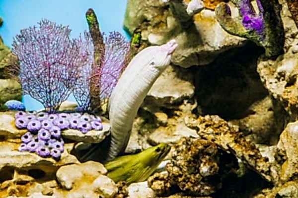 Аквагалерея