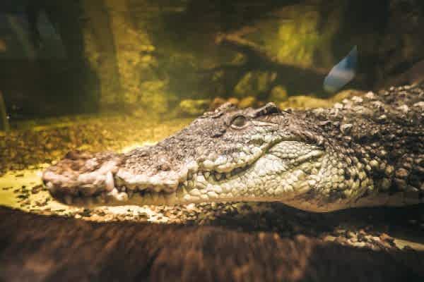 Экспозиция «Водные рептилии»