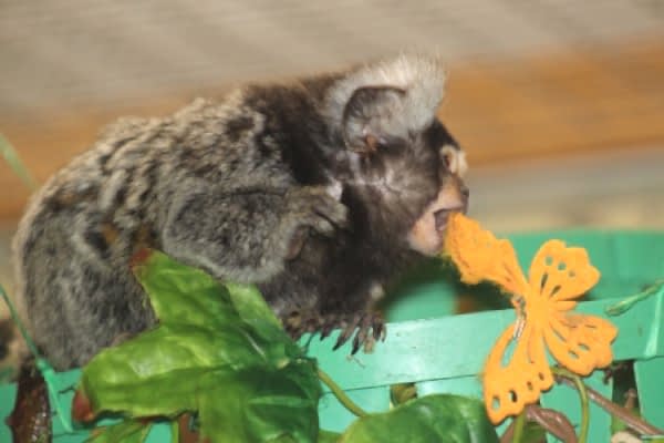 Алматинский зоопарк