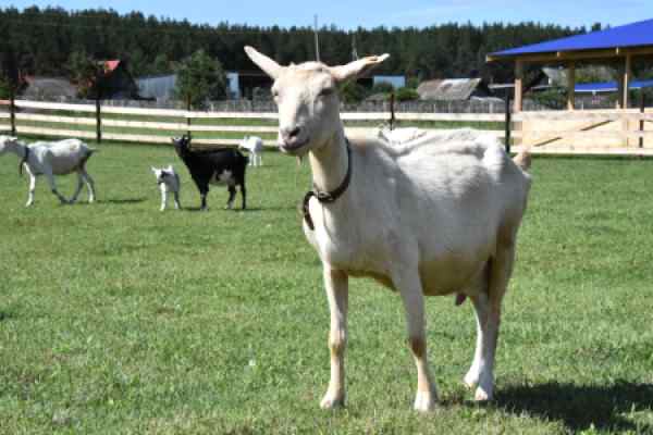 Экскурсия в «Долину коз»