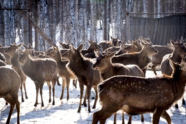 Бархатные рога